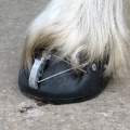hufschuhe_07_0.jpg
